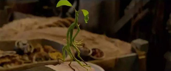 《神奇動(dòng)物》里都有哪些神奇的動(dòng)物？