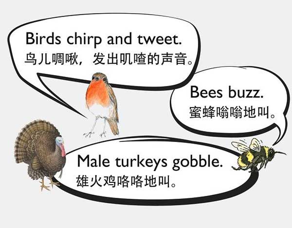 自然界中有各種聲音 如何用英語來描述動物的叫聲？