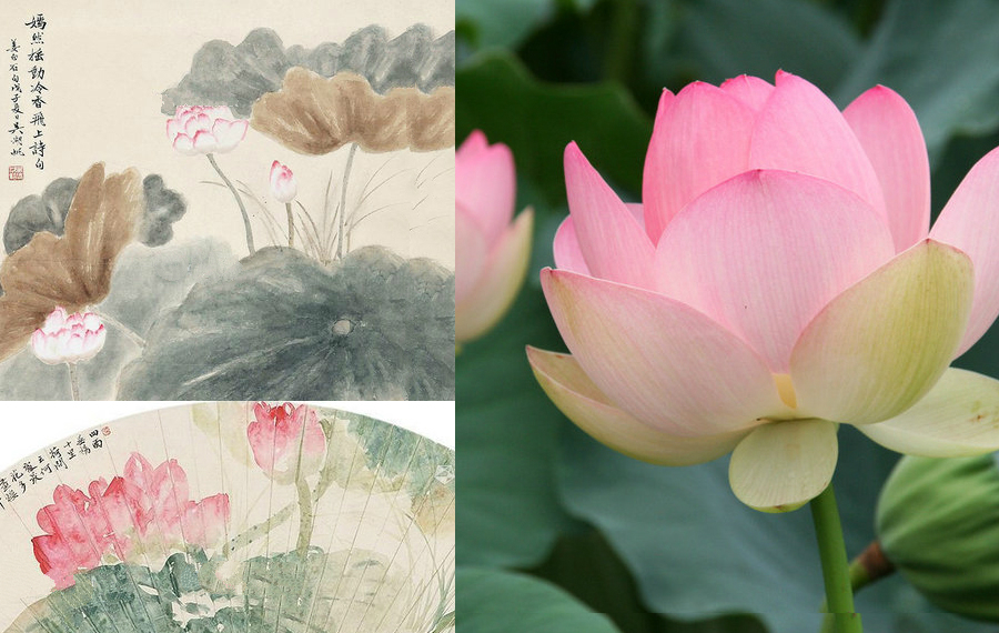 最能代表中國(guó)的10種花：你對(duì)它們了解多少（組圖）