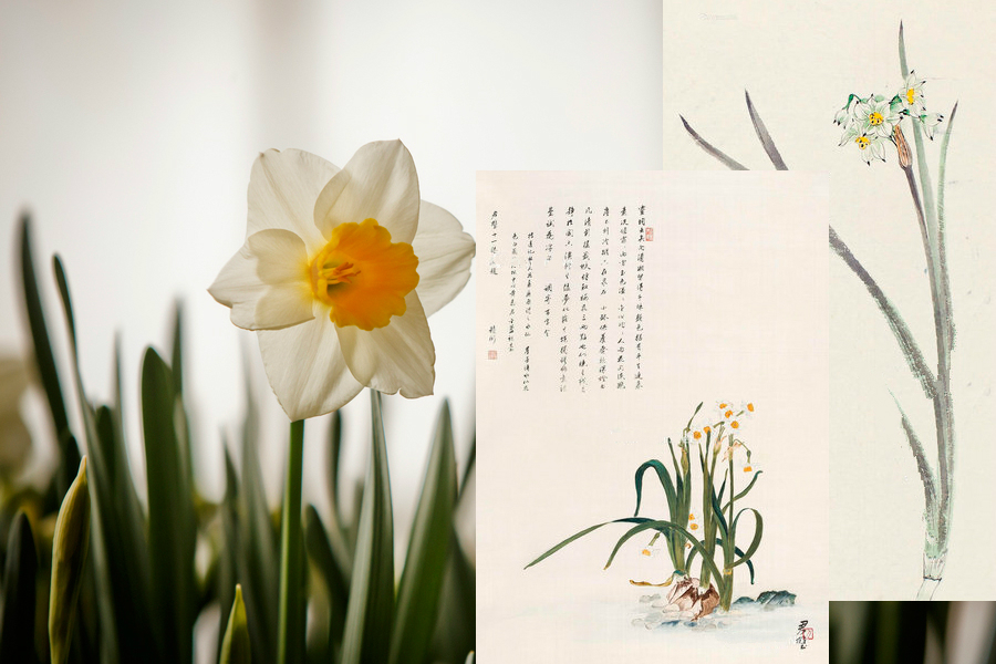 最能代表中國(guó)的10種花：你對(duì)它們了解多少（組圖）