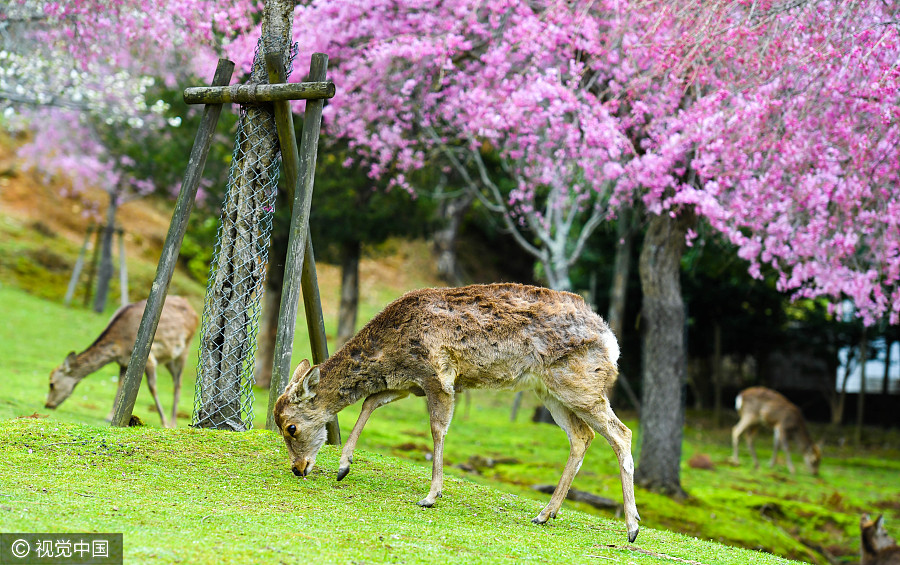 日本奈良公園櫻花盛開(kāi) 小鹿穿梭其中如林間精靈（組圖）