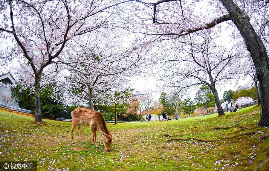 日本奈良公園櫻花盛開(kāi) 小鹿穿梭其中如林間精靈（組圖）