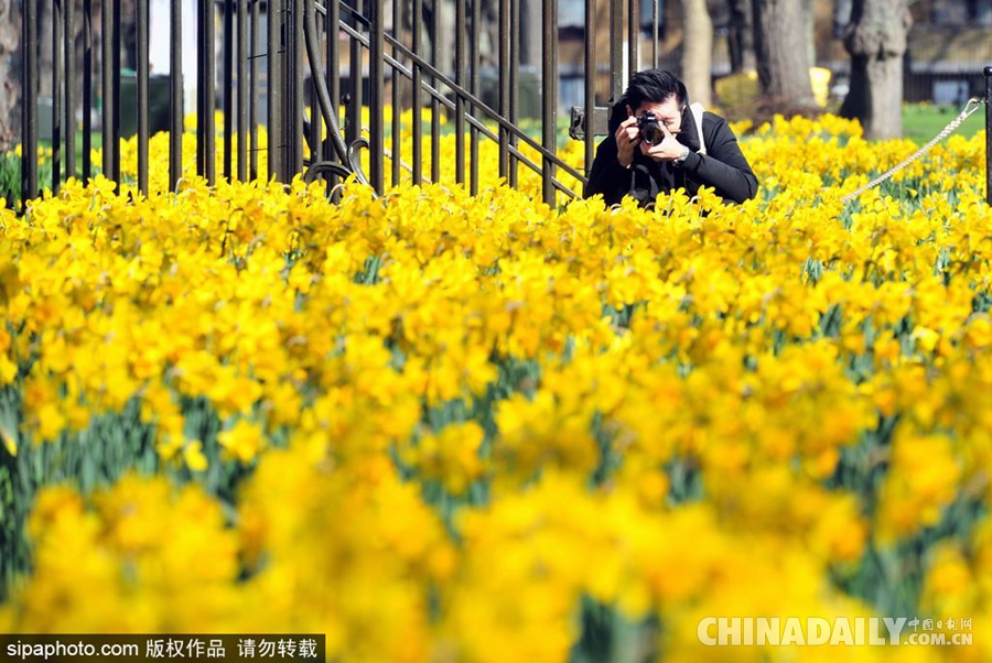 大好春光豈可負(fù)？世界各地盡享花海美景（組圖）