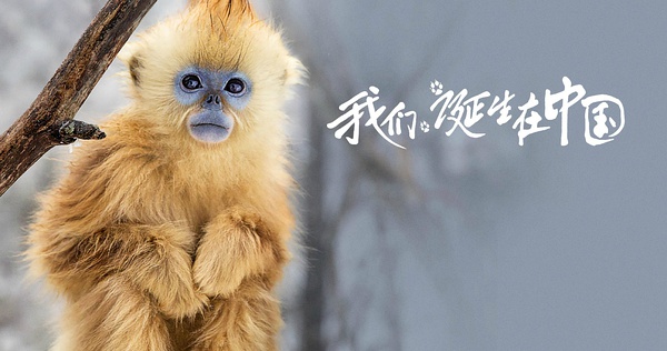 《我們誕生在中國》美國熱映 大熊貓、金絲猴、雪豹海外圈粉