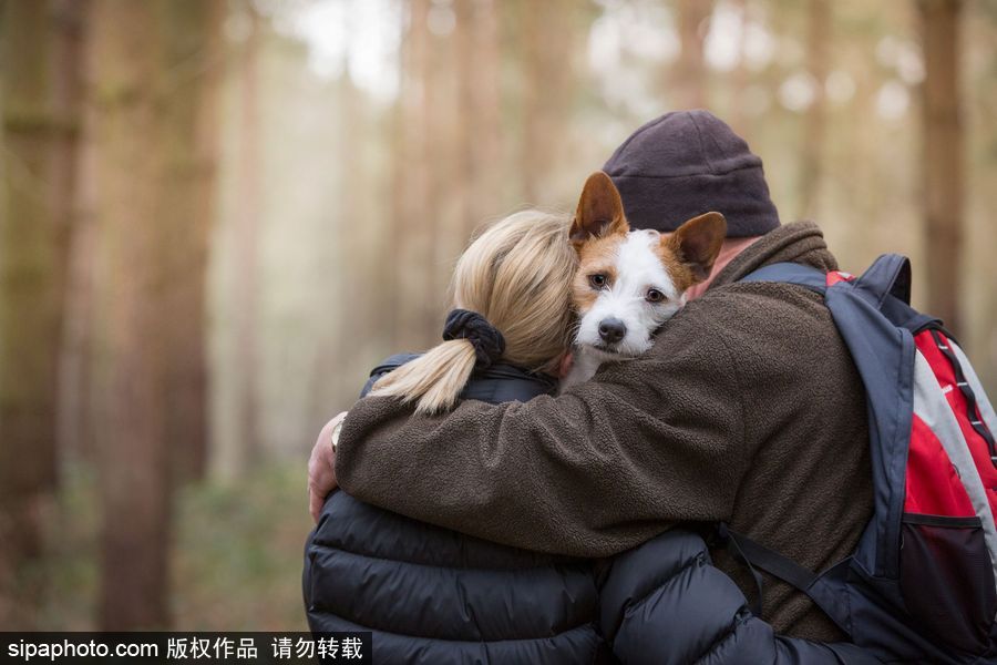 人類最好的朋友 英國(guó)年度狗狗攝影師獲獎(jiǎng)作品（組圖）