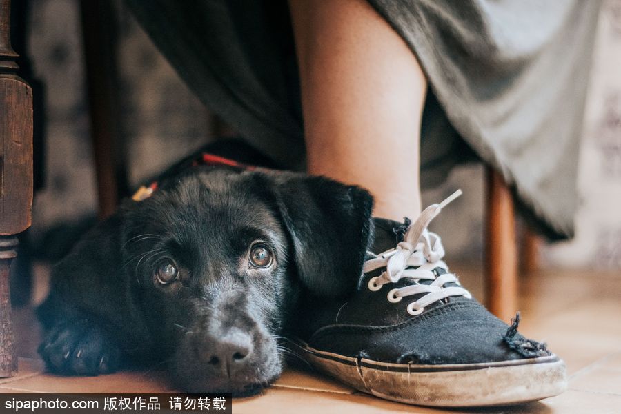 人類最好的朋友 英國年度狗狗攝影師獲獎作品（組圖）