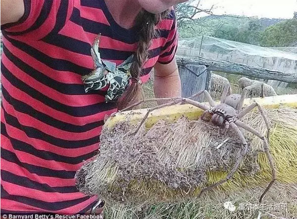 徒手抱鯊魚赤手打袋鼠，帶你認識認識彪悍的澳洲人民