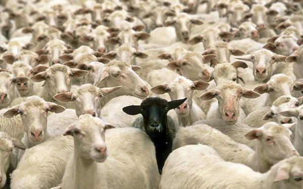 替罪羊（scapegoat）、敗家羊（black sheep），為何英語中背鍋的總是羊