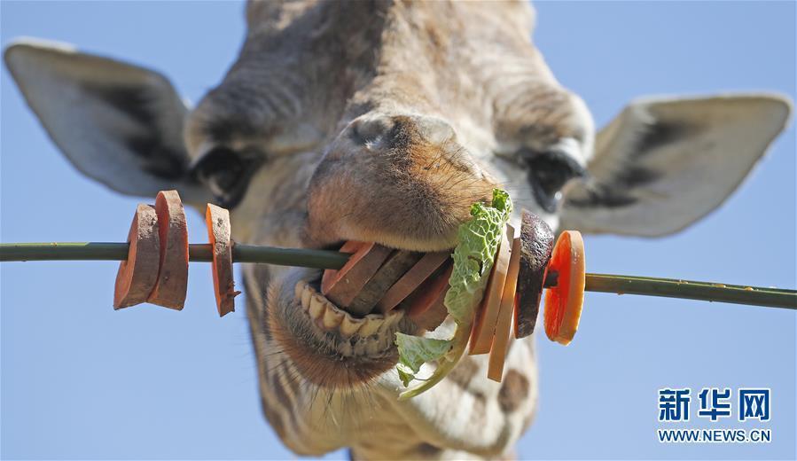 萌萌噠！“治愈系”動物們的憨萌瞬間（組圖）