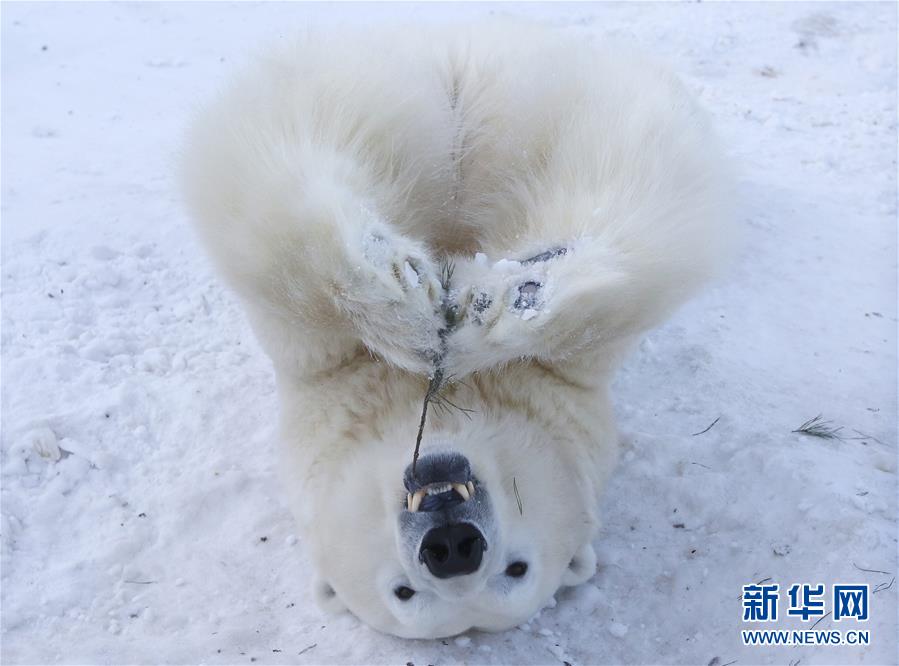萌萌噠！“治愈系”動物們的憨萌瞬間（組圖）