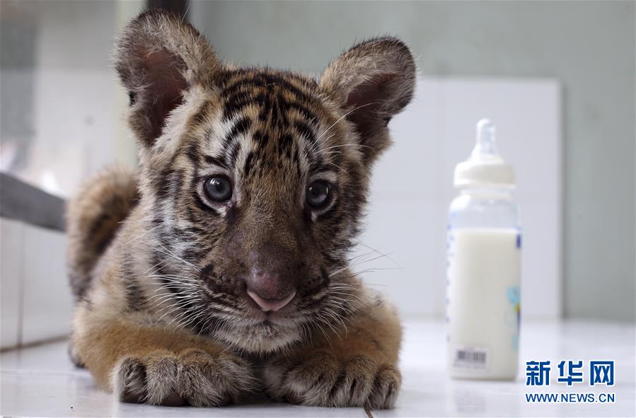 萌萌噠！“治愈系”動物們的憨萌瞬間（組圖）