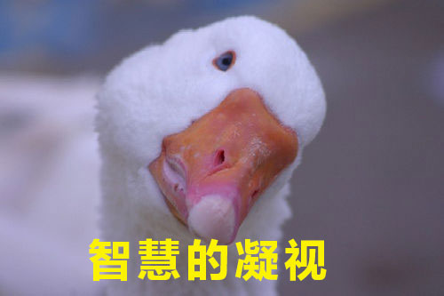 如何高級又委婉地表達(dá)“你很蠢”？