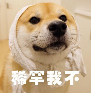 調查顯示狗奴比貓奴賺得多，你覺得準嗎？