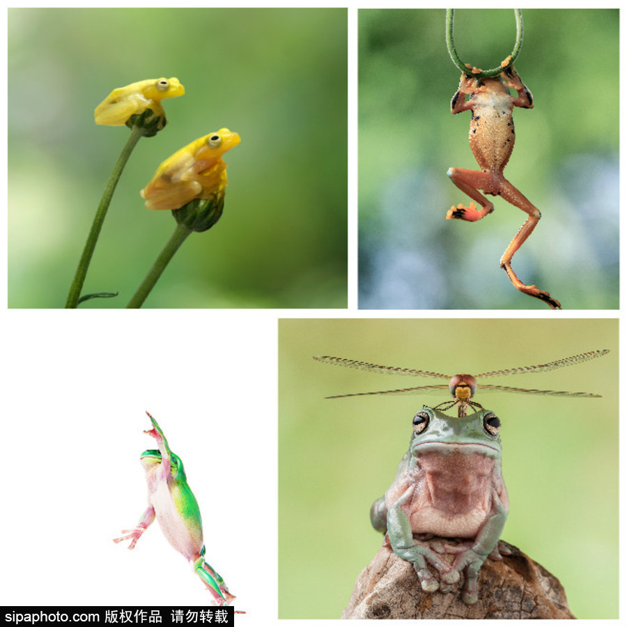 你的“蛙兒子”回來了嗎？盤點(diǎn)動物界佛系蛙日常萌照（組圖）