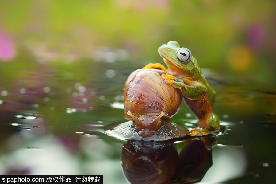 你的“蛙兒子”回來了嗎？盤點動物界佛系蛙日常萌照（組圖）