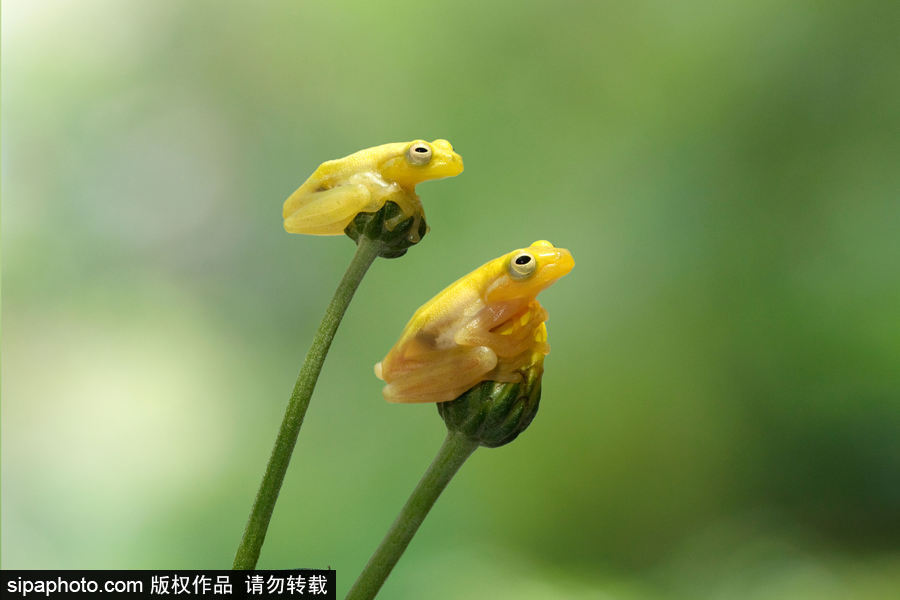 你的“蛙兒子”回來(lái)了嗎？盤點(diǎn)動(dòng)物界佛系蛙日常萌照（組圖）