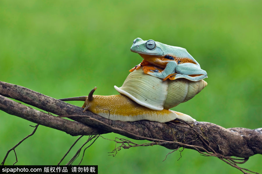 你的“蛙兒子”回來了嗎？盤點(diǎn)動(dòng)物界佛系蛙日常萌照（組圖）