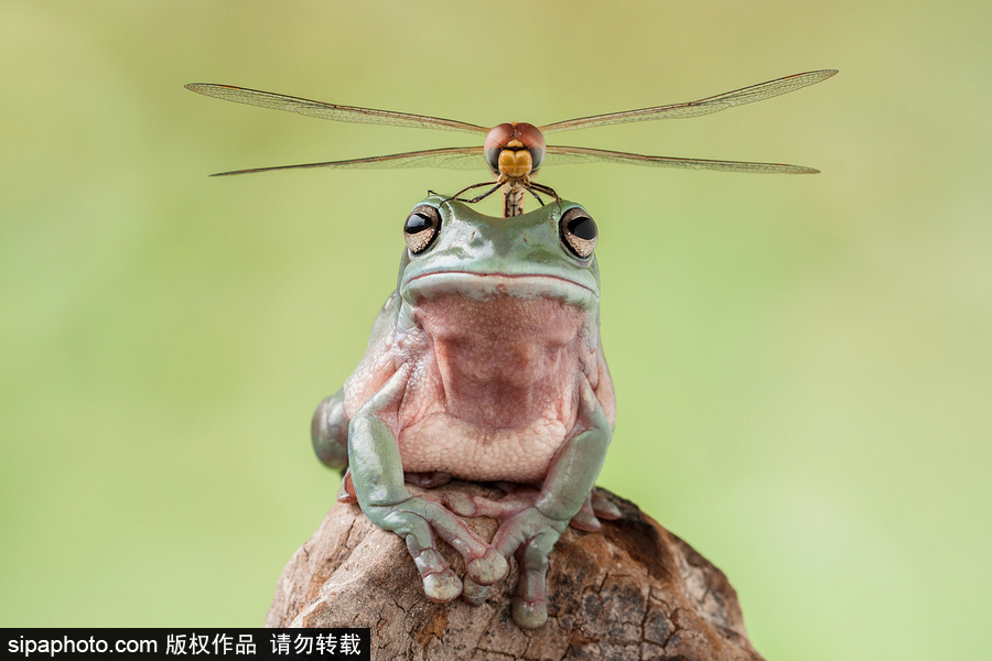 你的“蛙兒子”回來(lái)了嗎？盤點(diǎn)動(dòng)物界佛系蛙日常萌照（組圖）