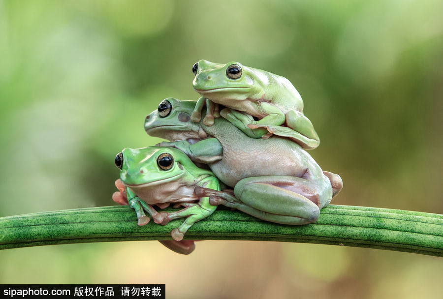 你的“蛙兒子”回來了嗎？盤點(diǎn)動物界佛系蛙日常萌照（組圖）
