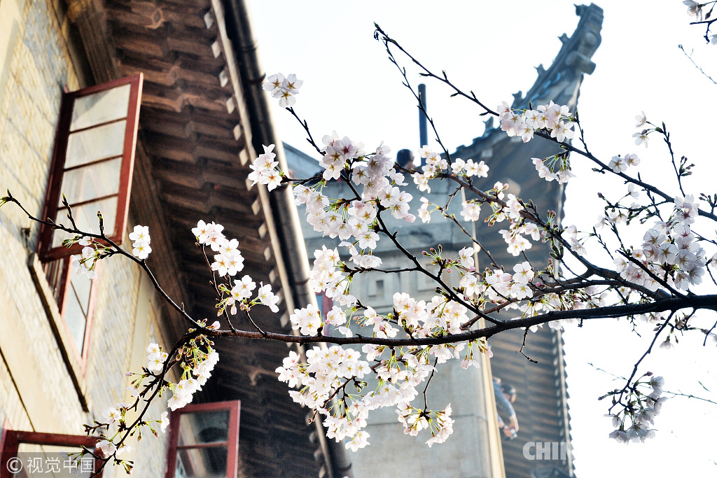 三月粉色櫻花季 國內(nèi)賞櫻勝地滿足你的少女心（組圖）