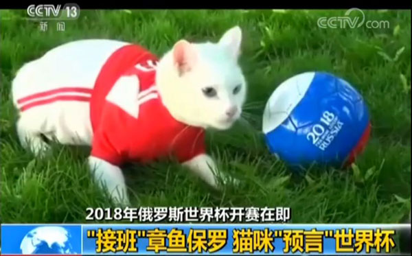 貓咪接班章魚(yú)保羅擔(dān)任世界杯“官方預(yù)言家”