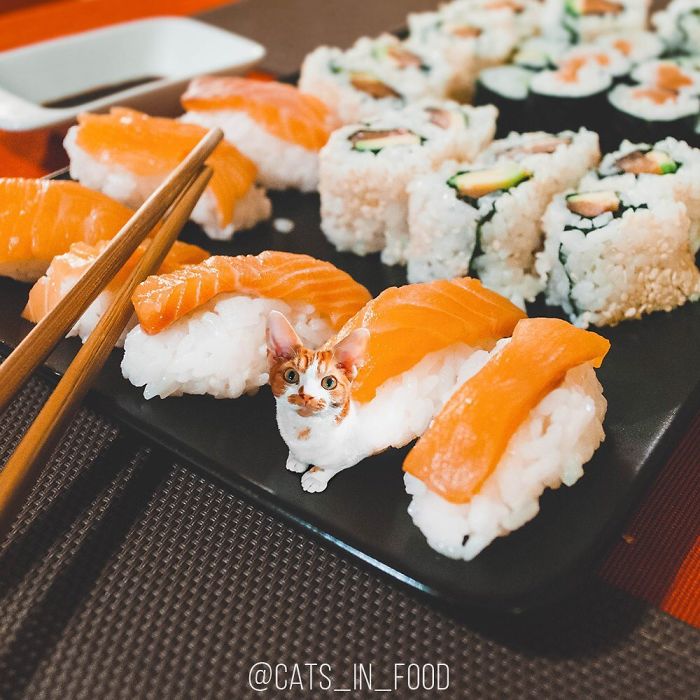 妙趣擋不住！把你最愛的貓P進你最愛的美食（組圖）
