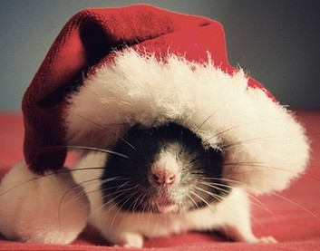 Bug the rat hot on Internet <BR>老鼠靚照轟動(dòng)網(wǎng)絡(luò)(圖)