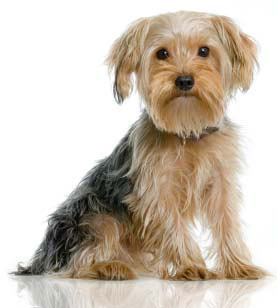 拉布拉多犬連續(xù)第19年當(dāng)選美國最受歡迎犬種