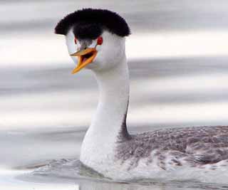 Bird with a Beatles hairdo <BR>水鳥(niǎo)頂披頭士發(fā)型(圖)
