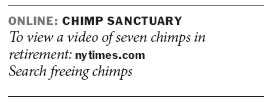 Progress in struggle to retire lab chimps