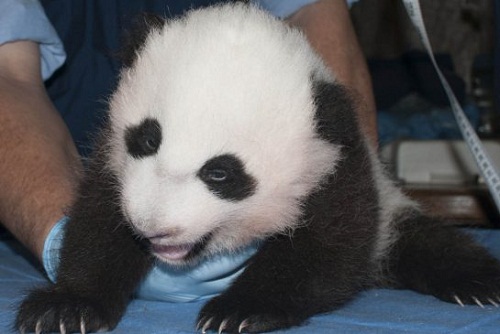 美國華盛頓動(dòng)物園新生小熊貓滿百天 獲名“寶寶”